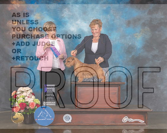 Norfolk Terrier #11 Sat WD Judge Peggy Beisel-MMJ_0860-HOUSTON21-HR3
