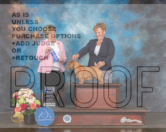 Norfolk Terrier #16 Sat WB BOW Major Judge Peggy Beisel-MMJ_0842-HOUSTON21-HR3