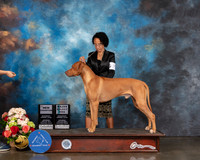 Rhodesian Ridgeback #29 Sat SD NCH Major Judge Raymond Filburn