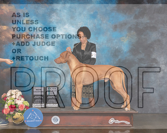 Rhodesian Ridgeback #29 Sat SD NCH Major Judge Raymond Filburn-MMJ_0880-HOUSTON21-HR3