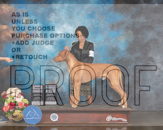 Rhodesian Ridgeback #29 Sat SD NCH Major Judge Raymond Filburn-MMJ_0881-HOUSTON21-HR3