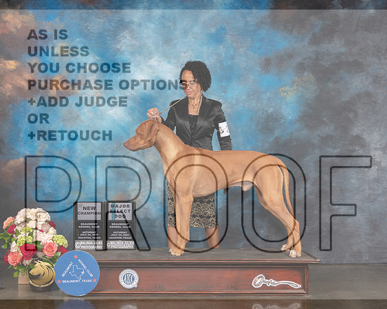 Rhodesian Ridgeback #29 Sat SD NCH Major Judge Raymond Filburn-MMJ_0883-HOUSTON21-HR3