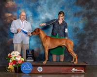 Rhodesian Ridgeback #39 Sat WD BOW Major Judge Raymond Filburn