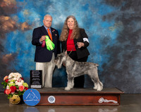 Standard Schnauzer #5 Sat OH G2 Judge Dennis Mccoy