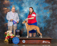 Whippet #15 Sat BOW Major Judge Raymond Filburn