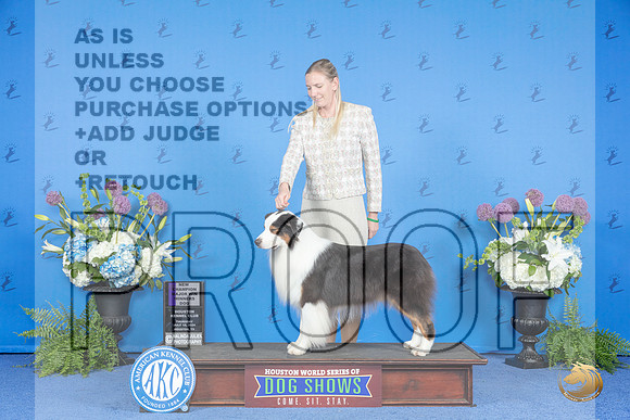 Australian Shepherd #31 THUR WD NC M Judge Nancy Liebes__JP_8348_Houston_2024_HR3