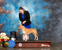 American Staffordshire Terrier #24 Sat OHG4 Judge Sharon Newcomb
