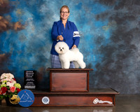 Bichon Frise #11 Sat OHBIS Judge Peggy Beisel McIllwaine