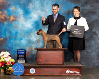 Border Terrier #14 Sat G1 Judge Peggy Beisel McIllwaine