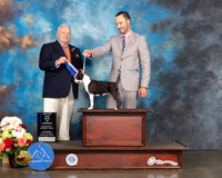 Boston Terrier #12 Sat BOW Judge Dennis Mccoy