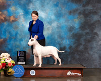 Bull Terrier #16 Sat WB BOW NCH Majer Judge Rosalind Kramer