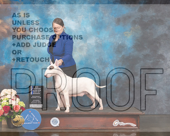 Bull Terrier #16 Sat WB BOW NCH Majer Judge Rosalind Kramer-MMJ_0947-HOUSTON21-HR3