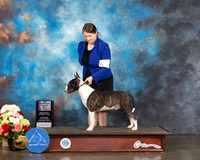 Bull Terrier Colored #7 Sat BOV Judge Rosalind Kramer
