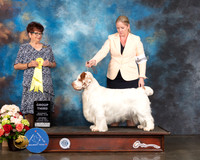 Clumber Spaniel # Sat G3 Judge Debbie Melgreen