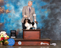 English Toy Spaniel #5 Sat G4 Judge Randy Garren