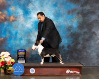 Miniature Bull Terrier #9 Sat BOB Judge Rosalind Kramer