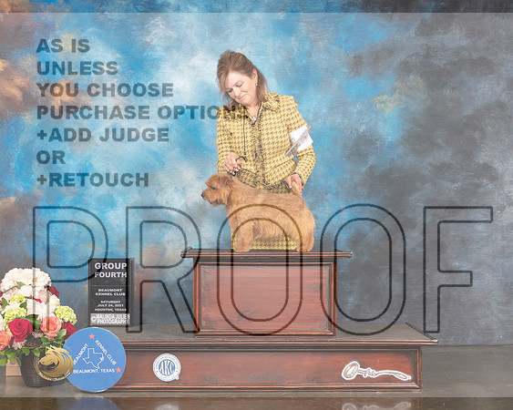 Norfolk Terrier #15 St G4 Judge Peggy Beisel McIllwaine-MMJ_1007-HOUSTON21-HR3