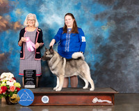 Norwegian Elkhound #5 Sat OHG1 Judge Molly Martin
