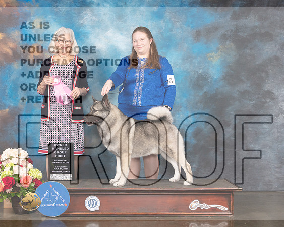 Norwegian Elkhound #5 Sat OHG1 Judge Molly Martin-MMJ_1019-HOUSTON21-HR3