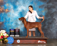Redbone Coonhound #5 Sat BOB BOBOH Judge Raymond Filbunr
