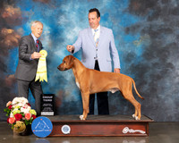 Rhodesian Ridgeback #11 Sat G3 Judge Joseph Gregory