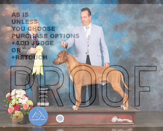 Rhodesian Ridgeback #11 Sat G3 Judge Joseph Gregory-MMJ_0996-HOUSTON21-HR3