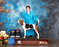 Treeing Walker Coonhound #6 Sat BOB Judge Raymon Filburn