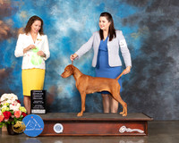 Vizsla #24 Sat OH G2 Judge Britt Jung