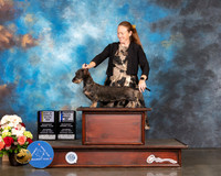 Wire Haired Dachshund #16 Sat WB BOW BOV Judge Randy Garren