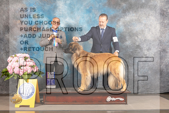 Leonberger #5 THUR BOW BOB Major Judge Luis Sosa_MJ_4112_Houston_2022_HR3