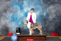 Collie Smotth #8 OHG4 Sat Judge Beth Downey