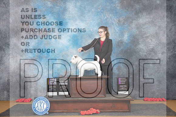 Russell Terrier #5 Sun WDBOWBOB NCH Nikki Riggsbee OHG1 Beth Downey G4 Judge Sidney Marx__JP_0987_Sulphur Springs_2024_HR3