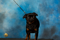 Brussels Griffons Sat Elena Maher CUSTOM