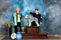 Bedlington Terrier #9 Sun OHBIS G3 Judge Vicki Abbott