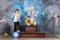 Tibetan Spaniel #5 Fri OHRBIS Judge Pat Trotter