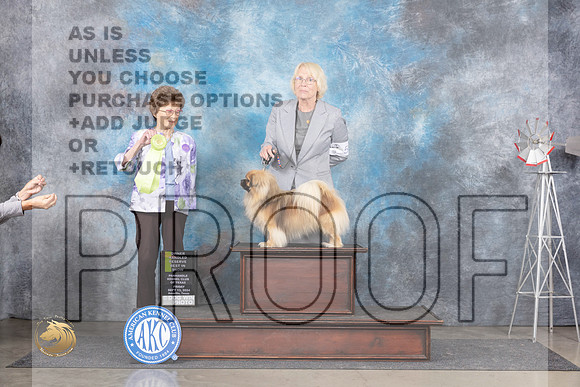 Tibetan Spaniel #5 Fri OHRBIS Judge Pat Trotter__JP_5638_Amarillo_2024_HR3