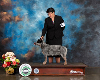 Australian Cattle Dog #7 Sun CUSTOM