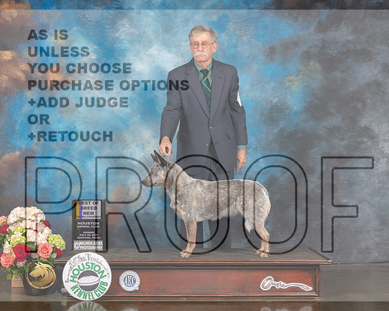 Australian Cattle Dog #14 Sun Select NGCH Judge Sherry Webster-MMJ_1231-HOUSTON21-HR3
