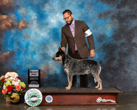 Australian Cattle Dog #9 SD Judge Sherry Webster