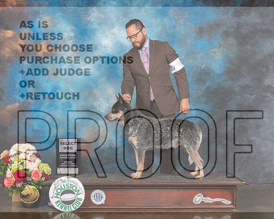 Australian Cattle Dog #9 SD Judge Sherry Webster-MMJ_1250-HOUSTON21-HR3