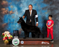 German Shepherd Dog #18 Sun BOW NCH Judge Sharon Newcomb