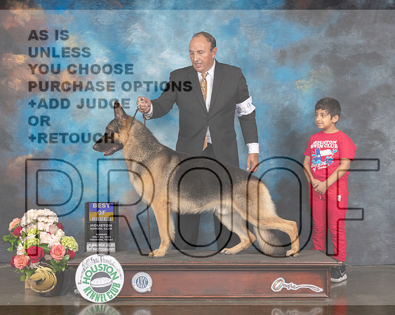 German Shepherd Dog #19 Sun BOB Judge Sharon Newcomb-MMJ_1158-HOUSTON21-HR3
