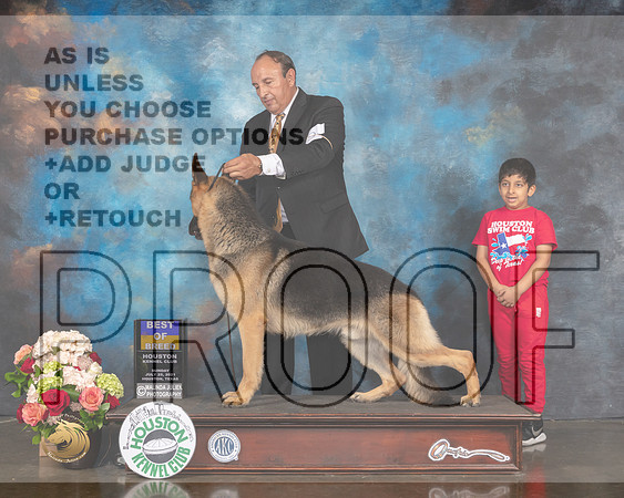 German Shepherd Dog #19 Sun BOB Judge Sharon Newcomb-MMJ_1163-HOUSTON21-HR3