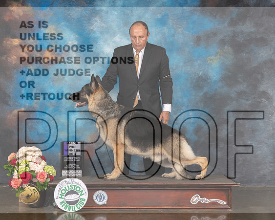 German Shepherd Dog #5 Sun WD Maj Judge Sharon Newcomb-MMJ_1165-HOUSTON21-HR3
