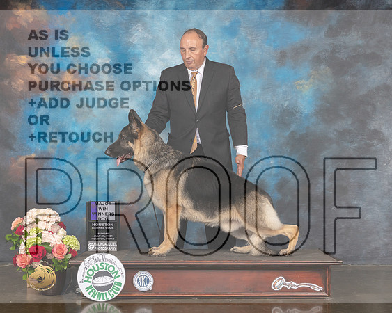 German Shepherd Dog #5 Sun WD Maj Judge Sharon Newcomb-MMJ_1168-HOUSTON21-HR3