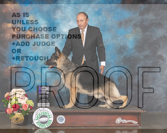 German Shepherd Dog #5 Sun WD Maj Judge Sharon Newcomb-MMJ_1171-HOUSTON21-HR3