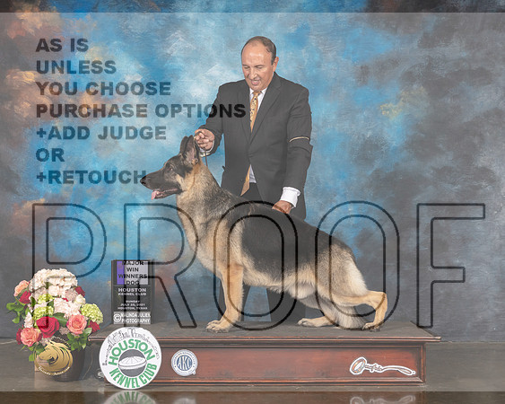 German Shepherd Dog #5 Sun WD Maj Judge Sharon Newcomb-MMJ_1176-HOUSTON21-HR3