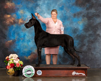 Great Dane #19 Sun CUSTOM