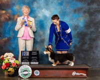 Pembroke Welsh Corgi #9 Sun WD BOW Judge Sharon Newcomb
