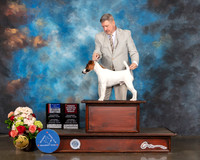 Smooth Fox Terrier #7 Sat WD BOW BOS OHBOB Major Judge Rosalind Kramer